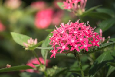 Renkli çiçeklerin arkaplan resmi, arka plan doğası