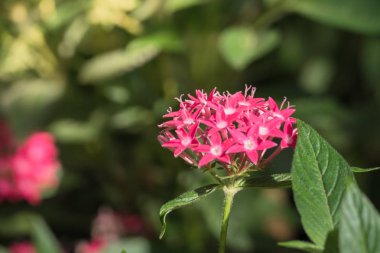 Renkli çiçeklerin arkaplan resmi, arka plan doğası