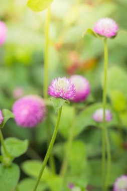 Renkli çiçeklerin arkaplan resmi, arka plan doğası