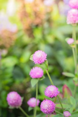 Renkli çiçeklerin arkaplan resmi, arka plan doğası