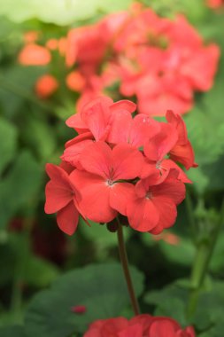 Renkli çiçeklerin arkaplan resmi, arka plan doğası