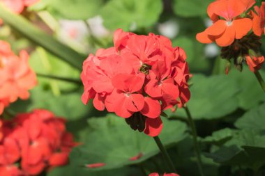 Renkli çiçeklerin arkaplan resmi, arka plan doğası