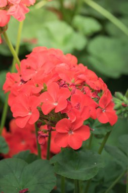 Renkli çiçeklerin arkaplan resmi, arka plan doğası