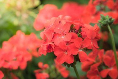 Renkli çiçeklerin arkaplan resmi, arka plan doğası