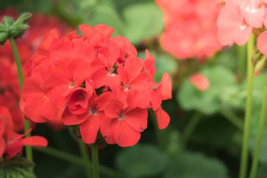 Renkli çiçeklerin arkaplan resmi, arka plan doğası