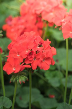 Renkli çiçeklerin arkaplan resmi, arka plan doğası