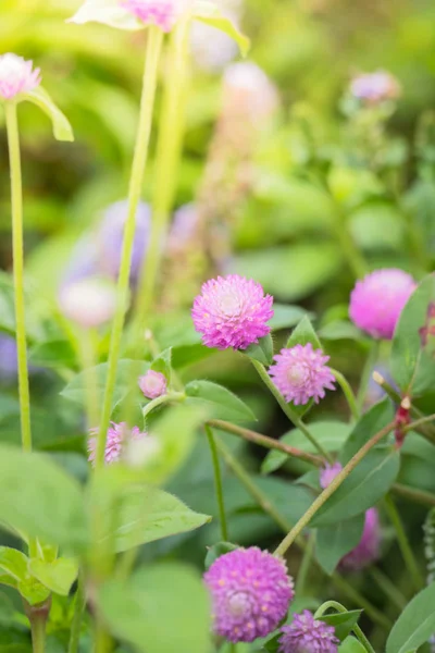 Background Image Colorful Flowers Background Nature — Stock Photo, Image