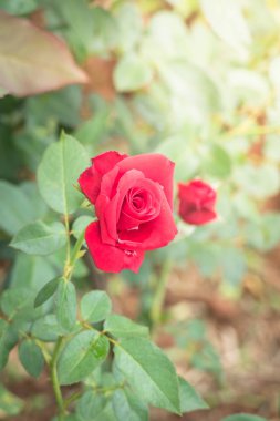 Bahçedeki güller, güzel güneşli bir günde güller güzeldir..