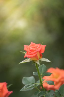 Bahçedeki güller, güzel güneşli bir günde güller güzeldir..