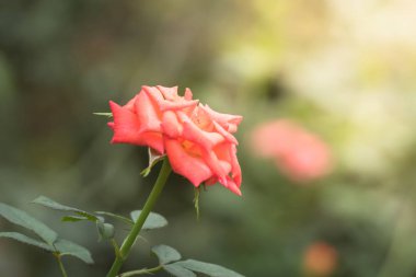 Bahçedeki güller, güzel güneşli bir günde güller güzeldir..