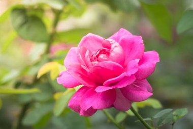 Bahçedeki güller, güzel güneşli bir günde güller güzeldir..