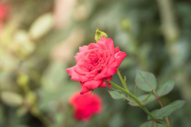 Bahçedeki güller, güzel güneşli bir günde güller güzeldir..