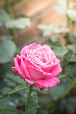 Bahçedeki güller, güzel güneşli bir günde güller güzeldir..