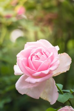 Bahçedeki güller, güzel güneşli bir günde güller güzeldir..