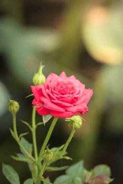 Bahçedeki güller, güzel güneşli bir günde güller güzeldir..