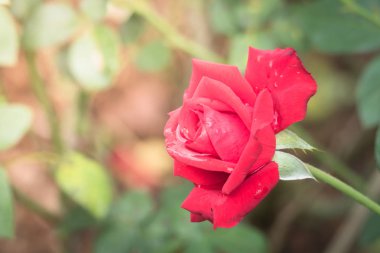 Bahçedeki güller, güzel güneşli bir günde güller güzeldir..