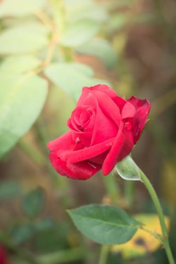 Bahçedeki güller, güzel güneşli bir günde güller güzeldir..