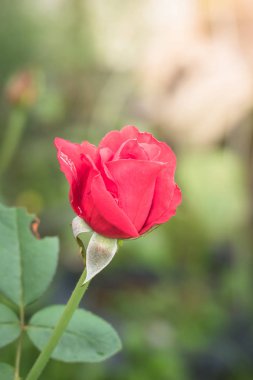 Bahçedeki güller, güzel güneşli bir günde güller güzeldir..