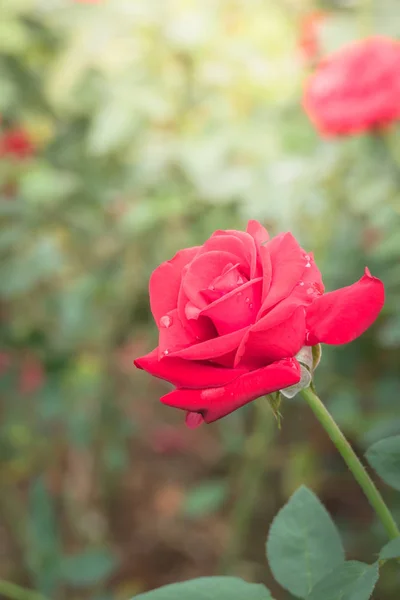 Rosas Jardín Rosas Son Hermosas Con Hermoso Día Soleado — Foto de Stock