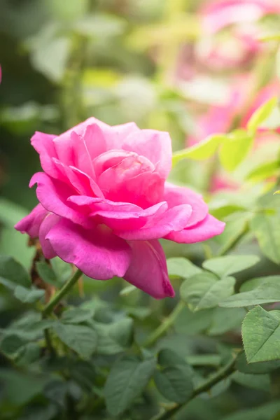 Rose Giardino Rose Sono Belle Con Una Bella Giornata Sole — Foto Stock