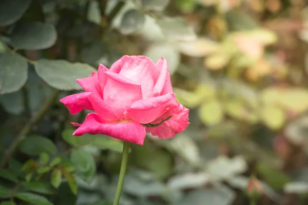 Rosas Jardín Rosas Son Hermosas Con Hermoso Día Soleado — Foto de Stock