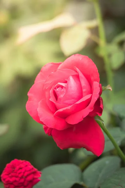 Rose Giardino Rose Sono Belle Con Una Bella Giornata Sole — Foto Stock