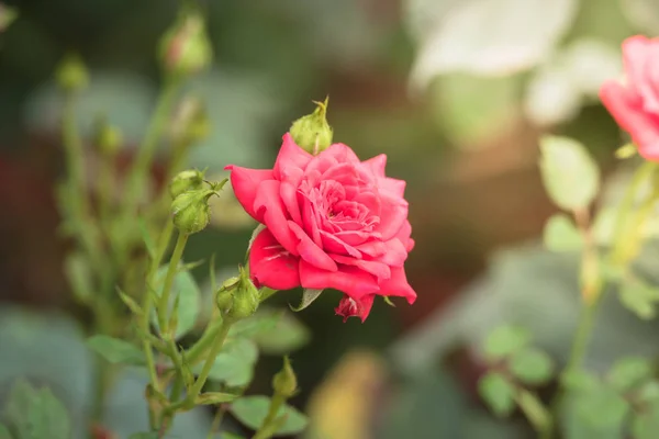 Rosas Jardín Rosas Son Hermosas Con Hermoso Día Soleado — Foto de Stock