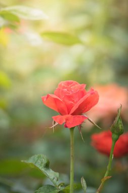 Bahçedeki güller, güzel güneşli bir günde güller güzeldir..