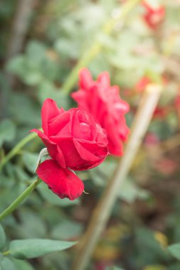 Bahçedeki güller, güzel güneşli bir günde güller güzeldir..