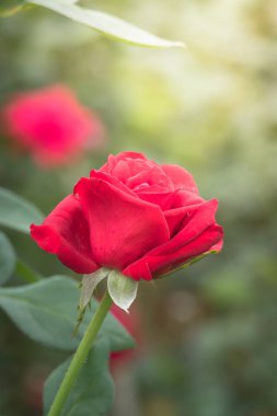 Bahçedeki güller, güzel güneşli bir günde güller güzeldir..
