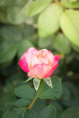 Bahçedeki güller, güzel güneşli bir günde güller güzeldir..