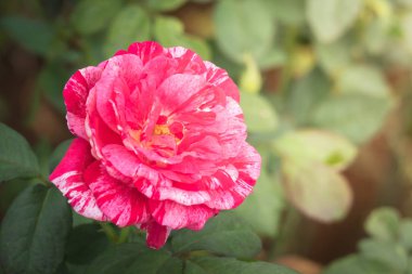 Bahçedeki güller, güzel güneşli bir günde güller güzeldir..