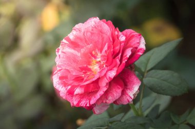 Bahçedeki güller, güzel güneşli bir günde güller güzeldir..