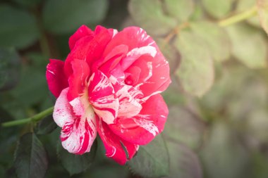 Bahçedeki güller, güzel güneşli bir günde güller güzeldir..