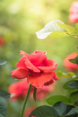 Bahçedeki güller, güzel güneşli bir günde güller güzeldir..