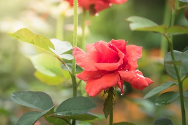Bahçedeki güller, güzel güneşli bir günde güller güzeldir..