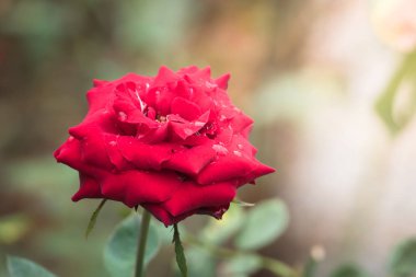 Bahçedeki güller, güzel güneşli bir günde güller güzeldir..