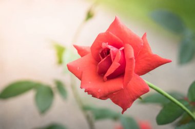 Bahçedeki güller, güzel güneşli bir günde güller güzeldir..