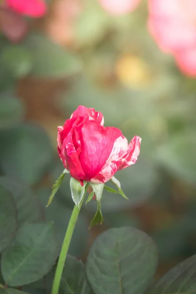 Τριαντάφυλλα Στον Κήπο Τριαντάφυλλα Είναι Όμορφα Μια Όμορφη Ηλιόλουστη Μέρα — Φωτογραφία Αρχείου