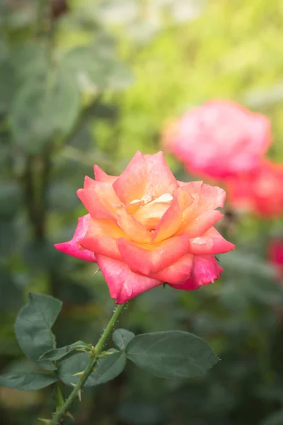 Rosas Jardín Rosas Son Hermosas Con Hermoso Día Soleado — Foto de Stock