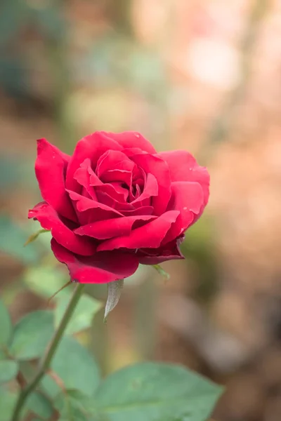 Розы Саду Розы Красивые Красивым Солнечным Днем — стоковое фото