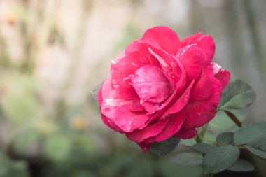 Bahçedeki güller, güzel güneşli bir günde güller güzeldir..