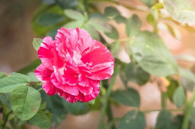Bahçedeki güller, güzel güneşli bir günde güller güzeldir..