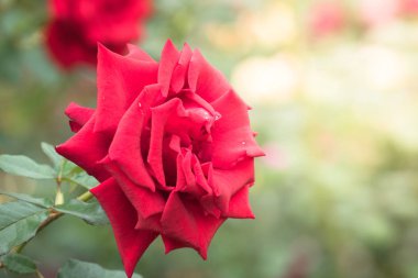 Bahçedeki güller, güzel güneşli bir günde güller güzeldir..