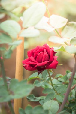 Bahçedeki güller, güzel güneşli bir günde güller güzeldir..