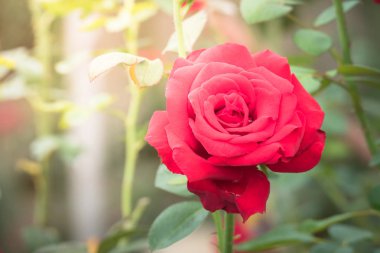 Bahçedeki güller, güzel güneşli bir günde güller güzeldir..