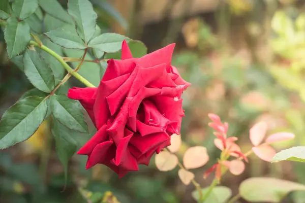 花园里的玫瑰 玫瑰是美丽的 阳光灿烂 — 图库照片