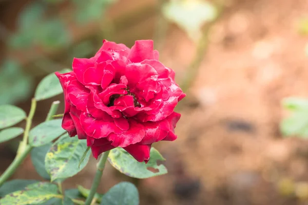 花园里的玫瑰 玫瑰是美丽的 阳光灿烂 — 图库照片