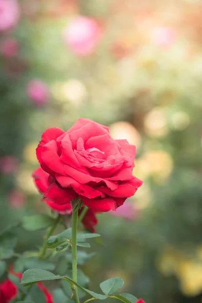 Rosas Jardín Rosas Son Hermosas Con Hermoso Día Soleado —  Fotos de Stock