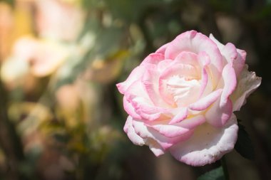 Bahçedeki güller, güzel güneşli bir günde güller güzeldir..